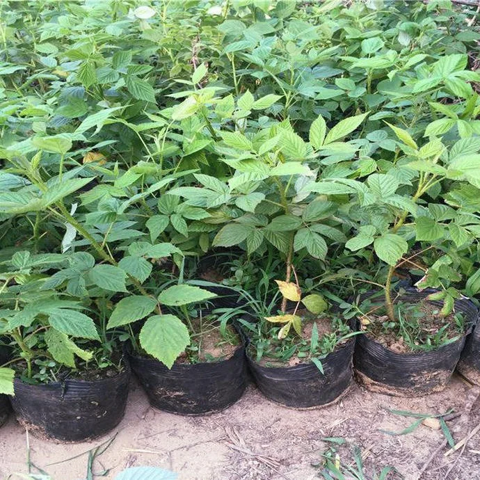 
Red yellow purple black color fruit divided layer Chinese raspberry plants 