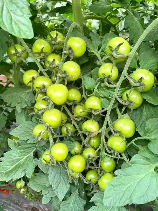
Indeterminate Cherry Hybrid F1 Red Fruit Color Cherry Tomato Seeds from China 