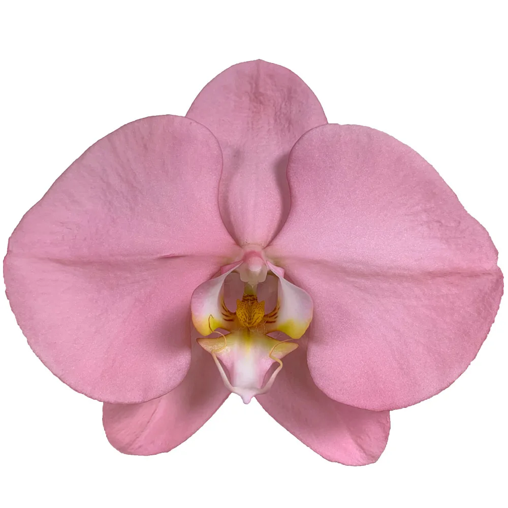 Customizable Designed Colorfu Phalaenopsis Fresh Cut Flowers Phalaenopsis