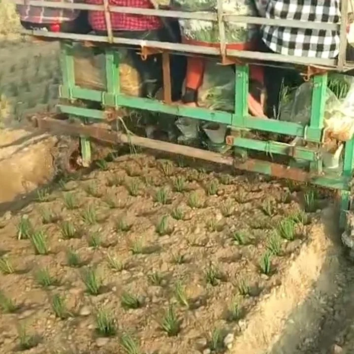 multifunctional green onion seedlings transplanting machine vegetable seed planter function optional good quality and price