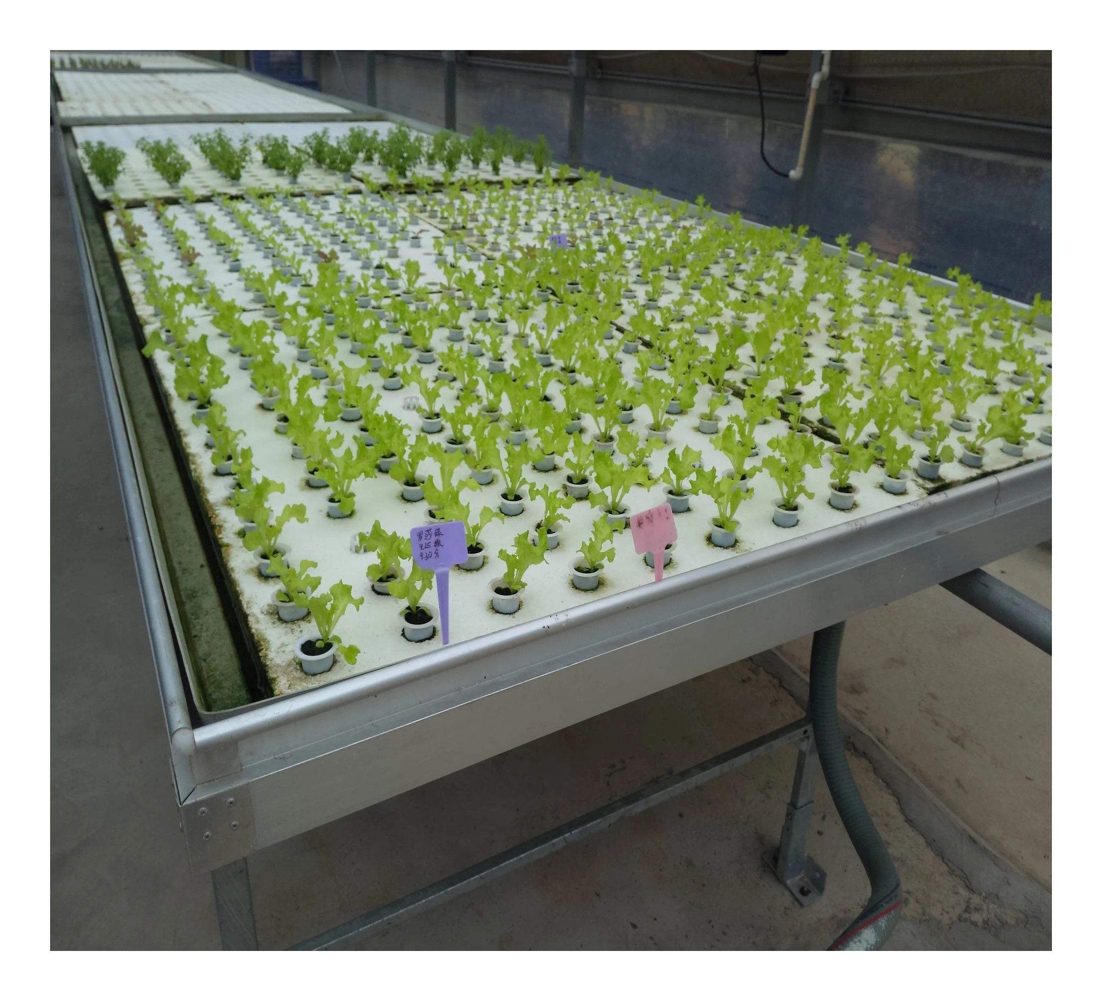 Greenhouse ebb and flow system plant nursery equipment flood tray tables hydroponic system rolling table