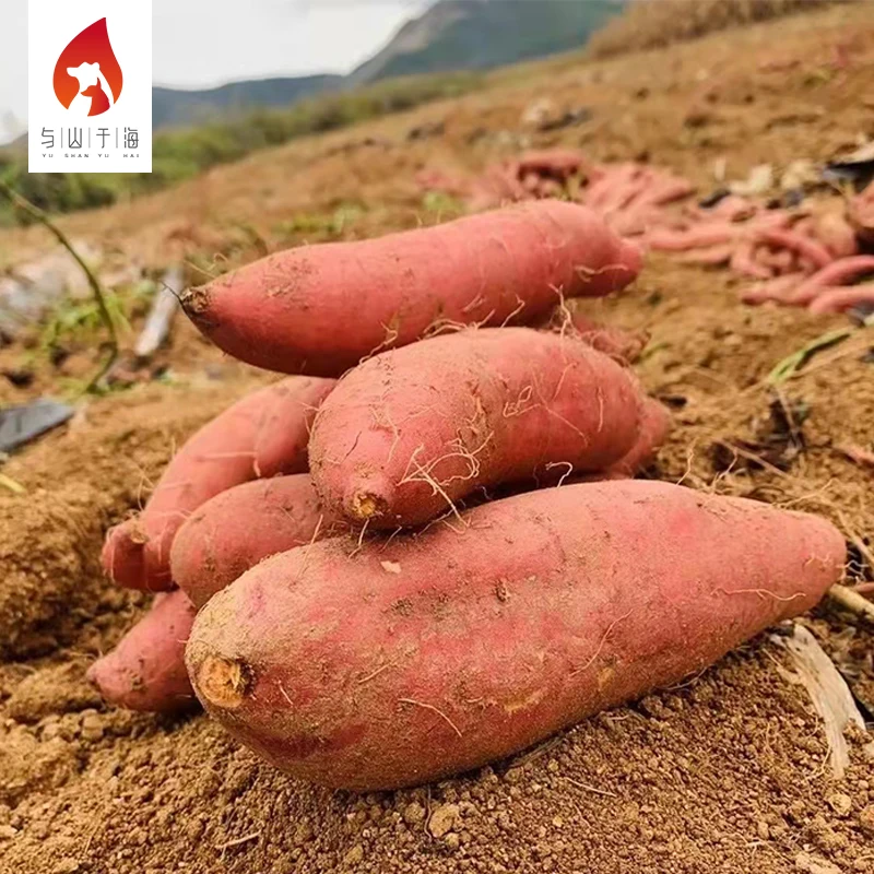 Мягкий мясистый свежий картофель, Экспорт из Китая, свежий сладкий картофель