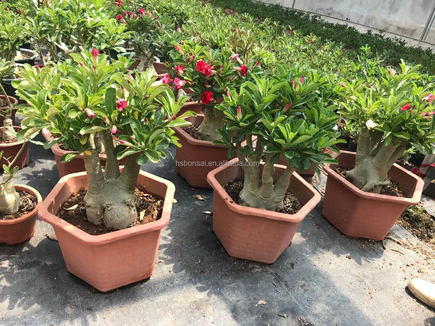 
Professional manufacture cheap foliage plants natural plants ornamental adenium abesum red flower 