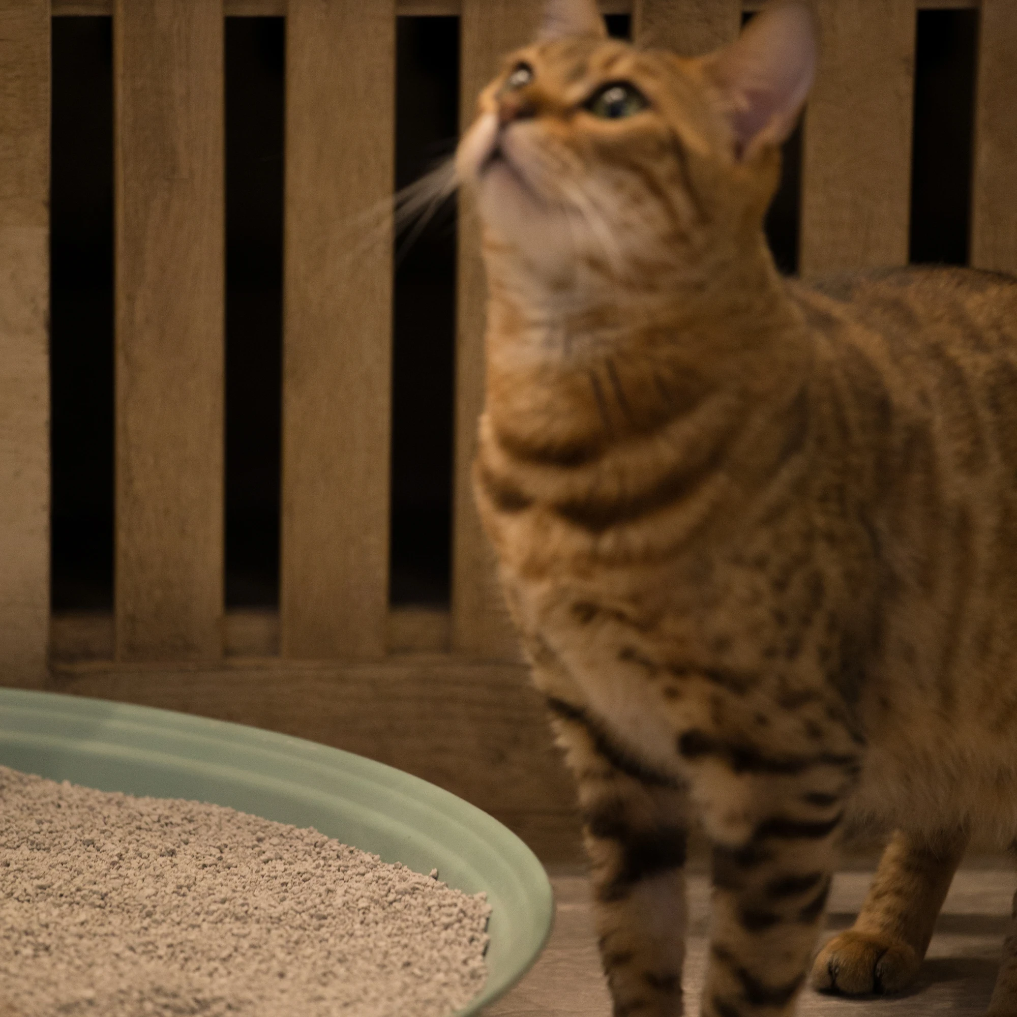 
factory supply dust free Natural bentonite clay cat litter wholesale 