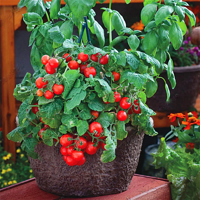 Семена овощей и томатов, семена фруктов и овощей бонсай