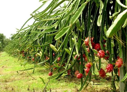 
High quality Fresh Dragon Fruit Form Thailand 