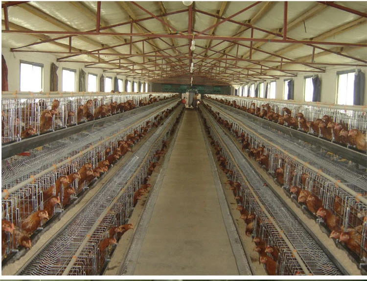 high quality cages chicken battery chicken cage for layer chicken poultry farm in Nigeria