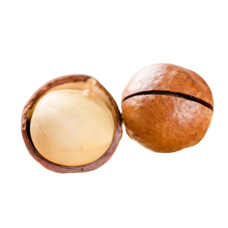 best-selling South Africa Rich nutrition Various size roasted macadamia nuts for sale
