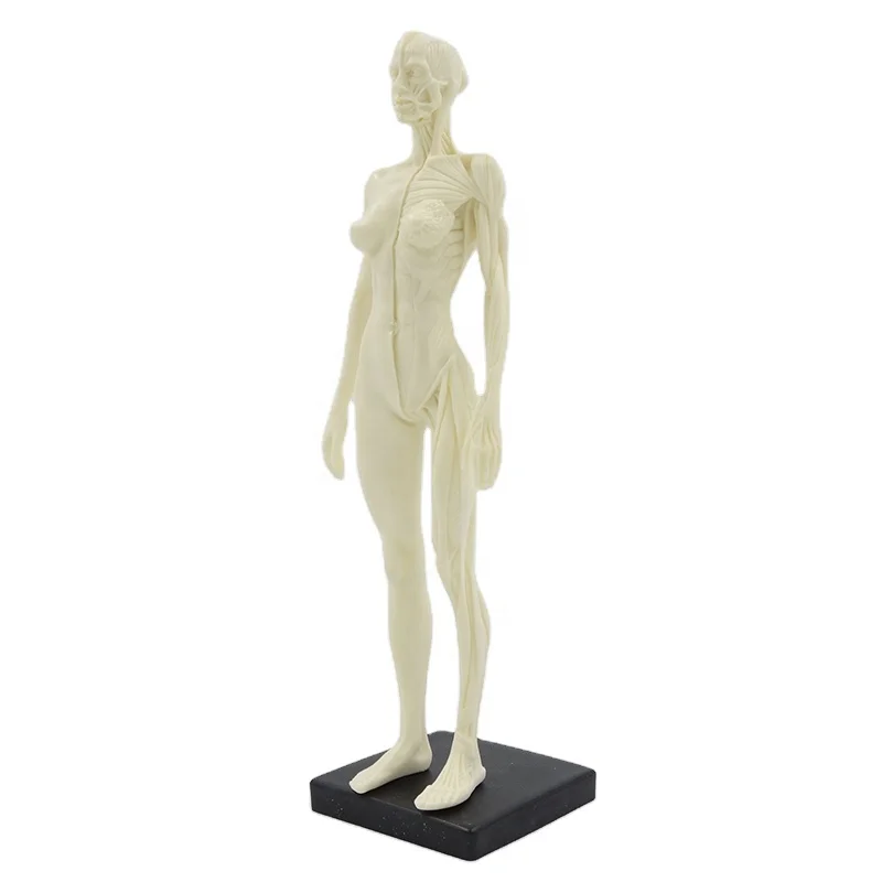 30 см мышечная фигуры женский модель анатомии человека модель мышцы медицинская наука анатомическая модель анатомический демонстрационные изображения