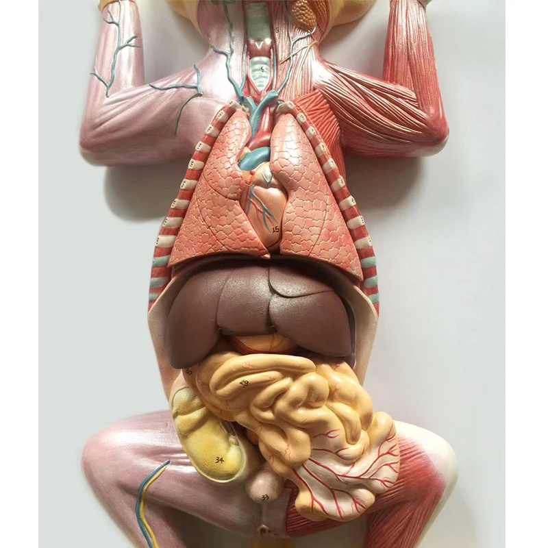 medical science cat anatomy model Cat Anatomy (Thoracic and Abdominal Organs) professional  medical for veterinary