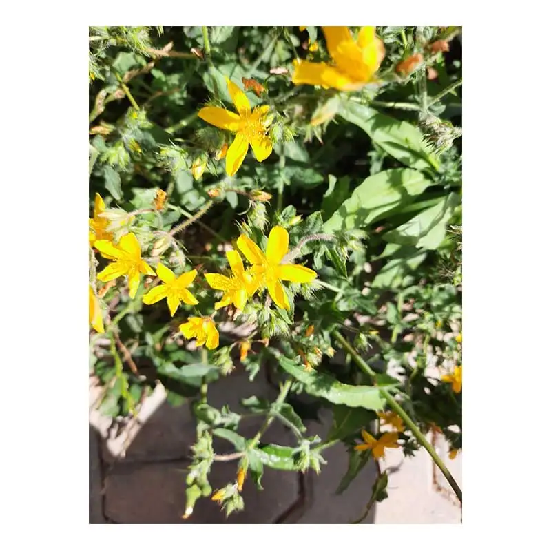 New Arrival 100% pure natural Herb Millepertium perforatum