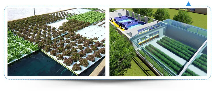 
China Supplier High Tunnel Greenhouse Aquaponic Equipment 