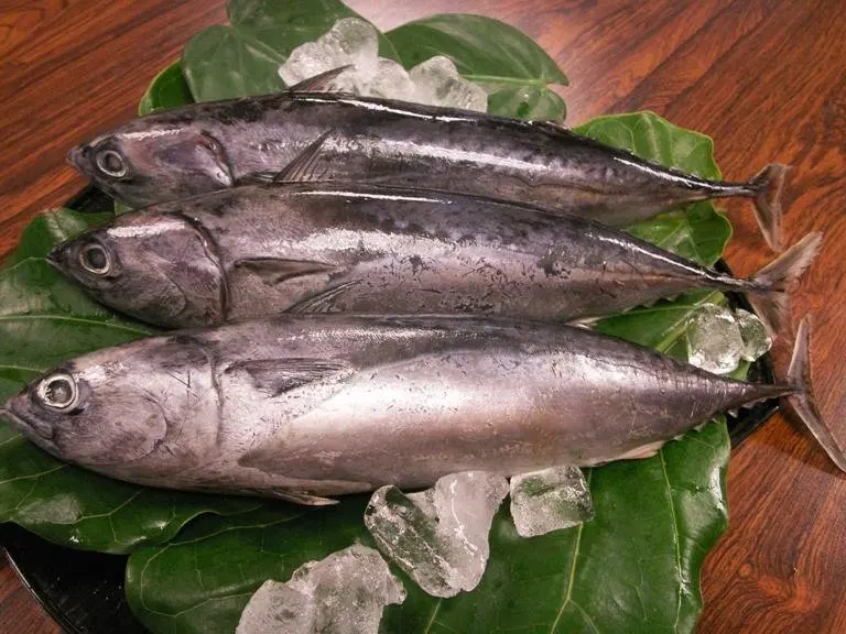 
frozen indian king mackerel scad 