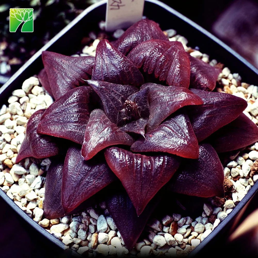 
Редкие комнатные декоративные растения, живые суккуленты, оптом 