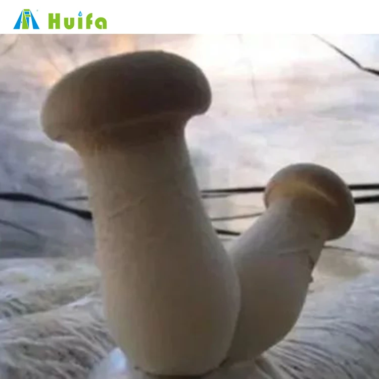 Chinese Economic Tunnel Pe Film Greenhouse For Mushroom Tomato With Hydroponic Cooling System