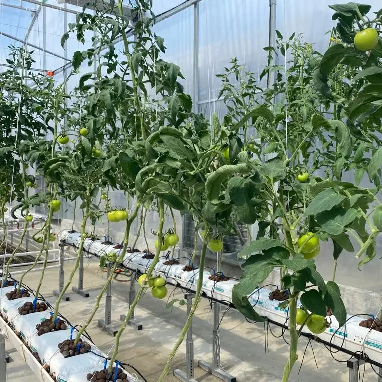 Galvanized Metal Stand Frame with 3 PVC Gutters for Substrate Gutter Hydroponics System