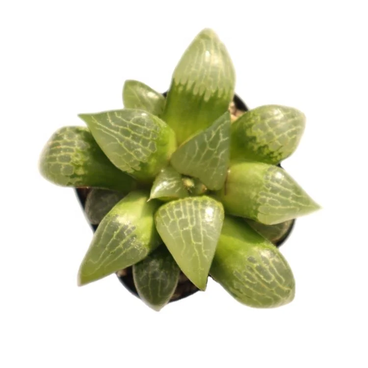 
succulents wholesale live plants indoor cheap haworthia succulent plant 