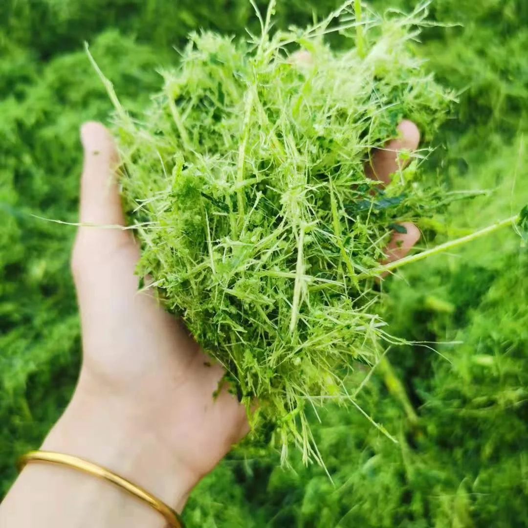 High Efficiency Grass Chopper Straw Crusher Corn Sliage Chaff Cutter Machine