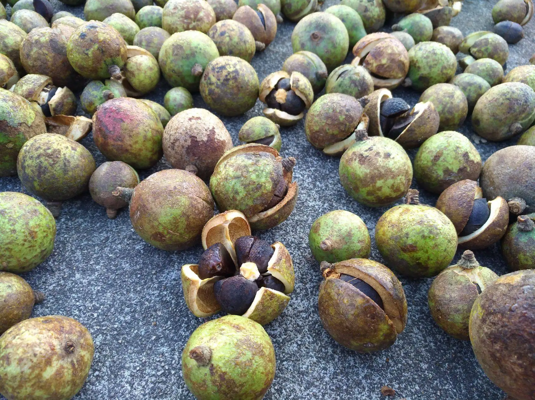 Large Capacity Customized Heat Pump Vegetable Cabinet Mesh Belt Cassava Pumpkin Powder Processing Making Dryer Drying Room