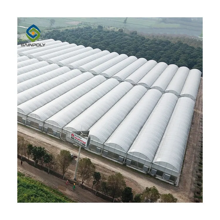 Agriculture multi-span arch plastic film Greenhouse tomato greenhouse and strawberry greenhouse turnkey project