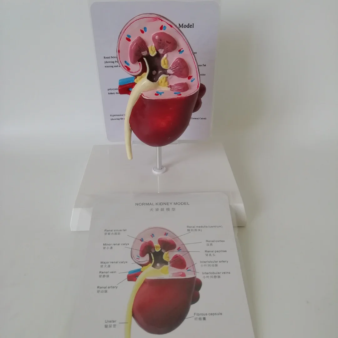 Canine Medical Science Teaching Studying Anatomical Dog Kidney Model