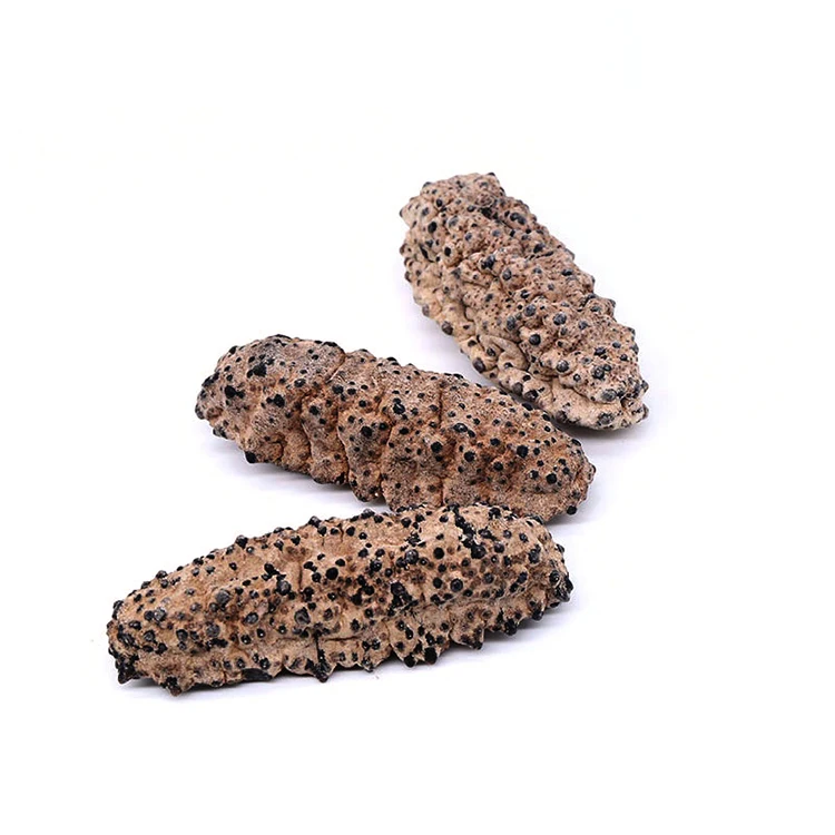 Wholesale South American Tubular Dried Sea Cucumber