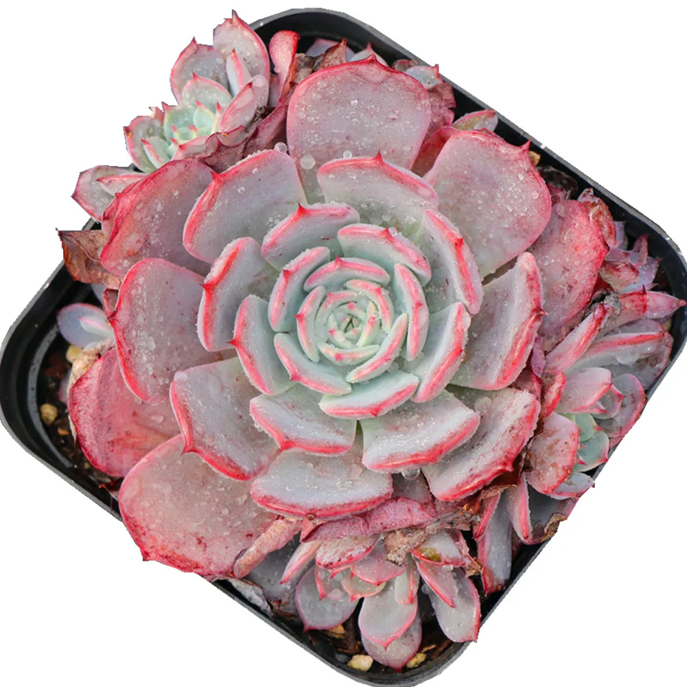 Beautiful red Lawrence rare succulent plants for home decoration