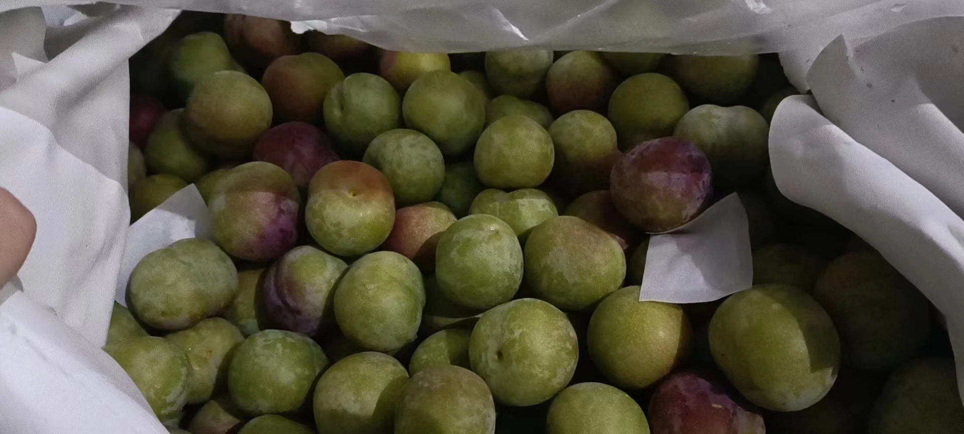 plant growth regulator 1-mcp 1-Methylcyclopropene for vegetable fresh keeping 1 mcp good price