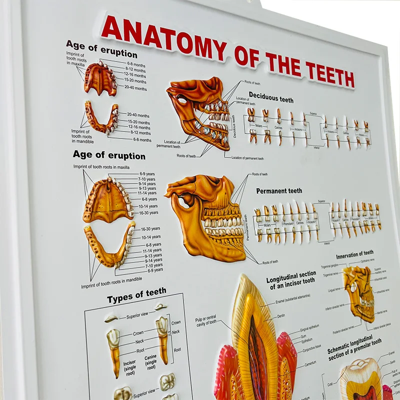 dental medical poster 3.jpg