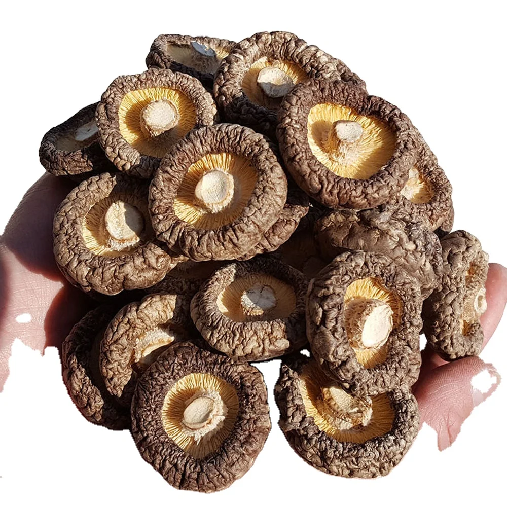 Dried Shiitake Mushroom Gutailang Direct Selling Shiitake Mushroom Dry Customized Different Sizes