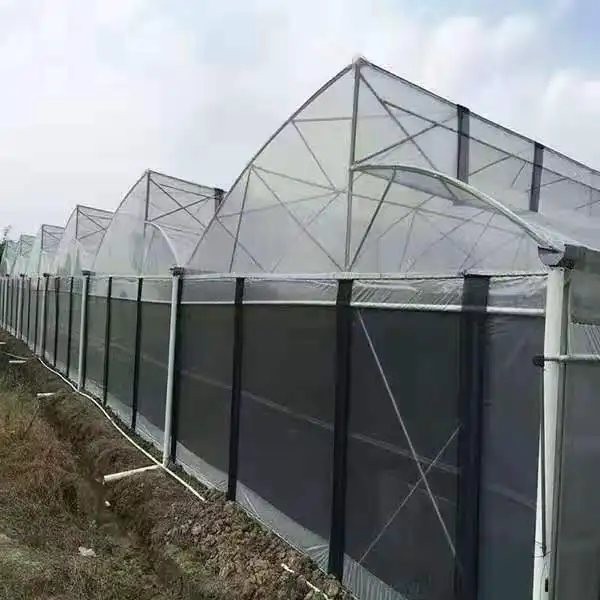 Large Multi-Span Agricultural Greenhouses for Sale Green and Efficient Production