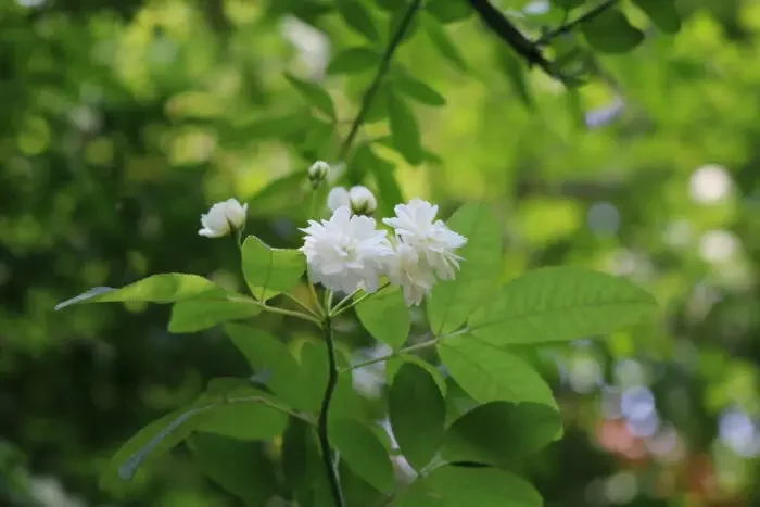 Costus root oil 100% pure natural Costus root oil