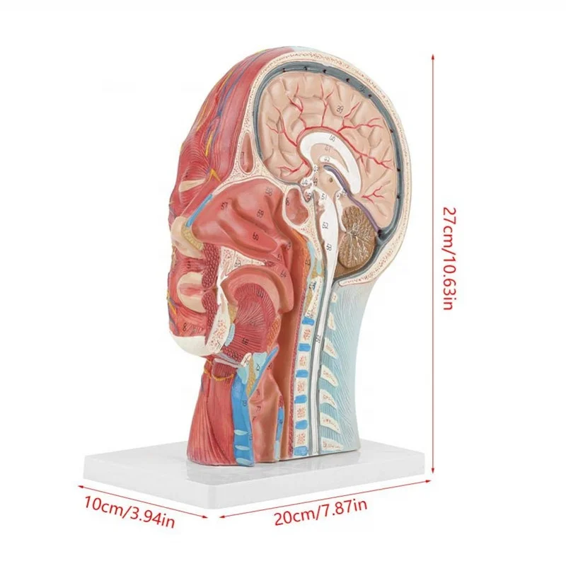 3D brain anatomy model
