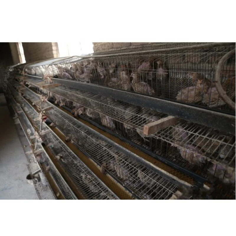 automatic quail cage design,1.8 length