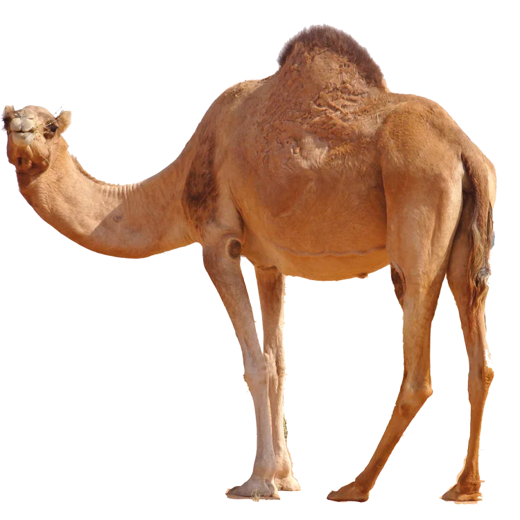 China factory supplied top quality large camel statue