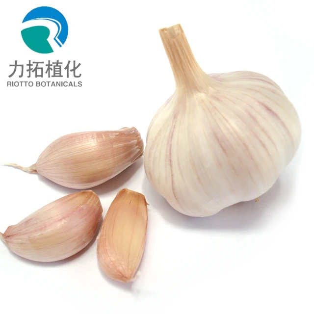 
Best price garlic allantolin extract allicin soluble powder 