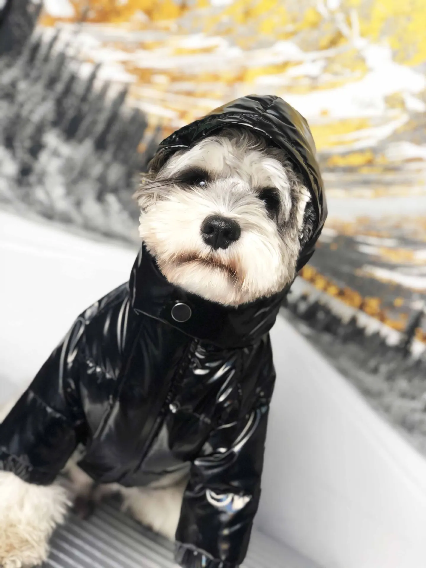 JXANRY Dog Popular Logo Down Coat Pets Winter Clothes Pets Down Jacket Teddy Coat Schnauzer with Fluffy and Thick Inner