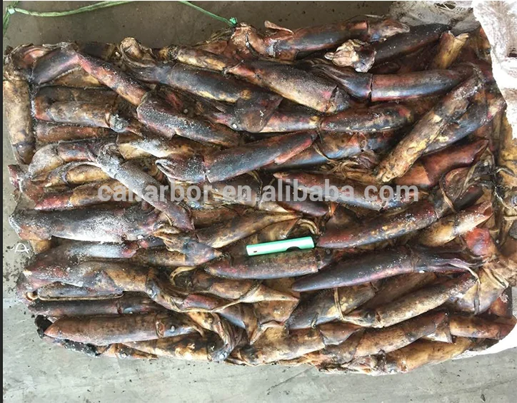 Great quality new catching frozen squid black skin squid ink for cooking for market