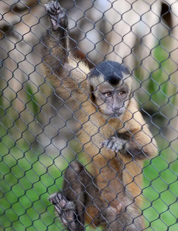 Cage House Sky Mesh Stainless Steel Rope Mesh Leopard Inox Cable Net Monkey Enclosure Inox Cable Net