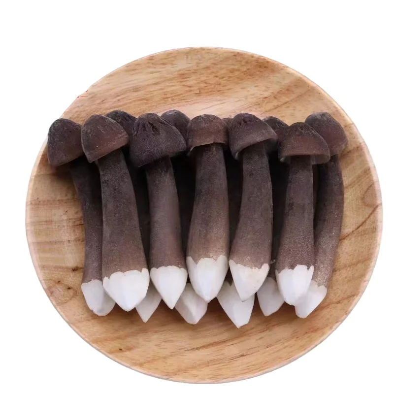 DETAN High quality Black Royal Chestnut Fresh Collybia albuminosa
