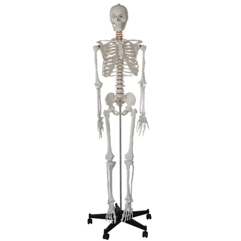 Standard Naturally large detachable height 175cm Human Skeleton Model Material PVC