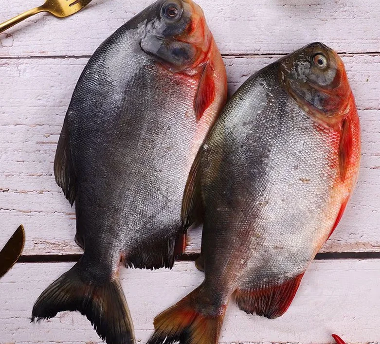 Frozen Fish Suppliers Fresh Frozen High Quality Good Wholesale Price Red Pomfret IQF Red Pacu Fish on Sale