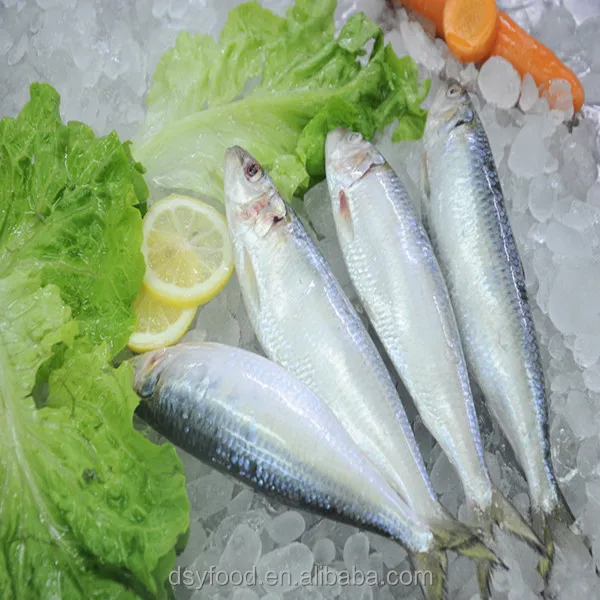 Nutritious Seafood Frozen QS Sardine Fish and best price sardine