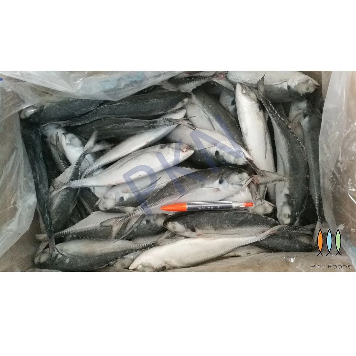 WHOLE BODY Box NATURE IQF BLOCK Megalaspis Cordyla Horse Mackerel From Viet Nam