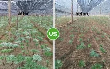 PGR NAA Naphthalene Acetic Acid Rapid Rooting Powder NNA  plant rooting hormone