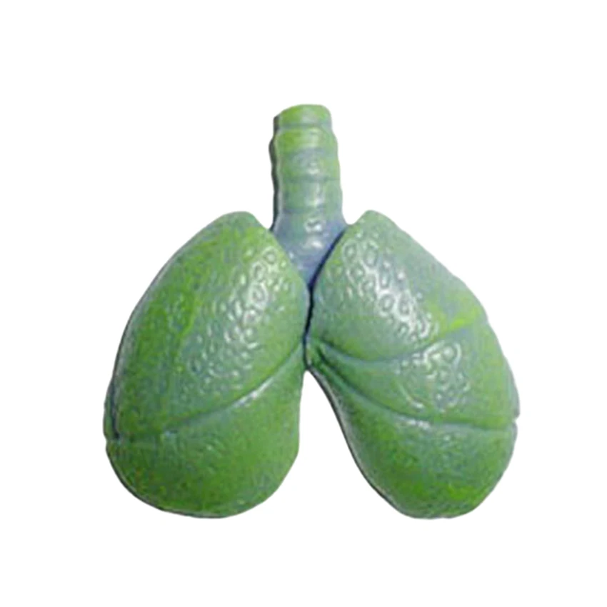 Human Anatomical Lung Model Sticky or Non-Sticky Toys TPR Material Medical Alveoli Model