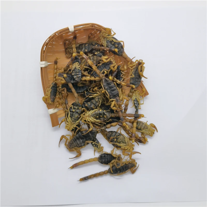 quan xie hot sale natural herb dry scorpion without salt