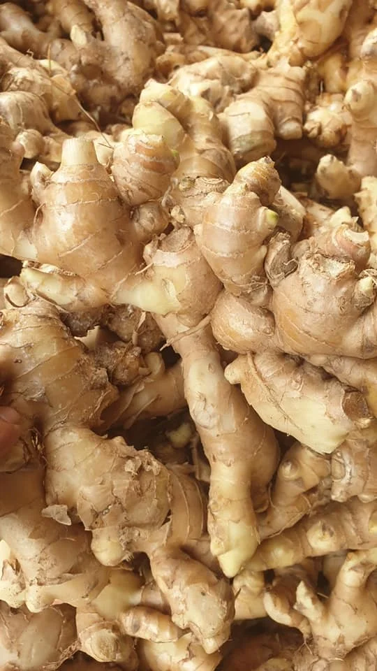 Top Grade Fresh Ground Ginger Roots Vietnam Spices Natural Organic No Mold Wholesale Price