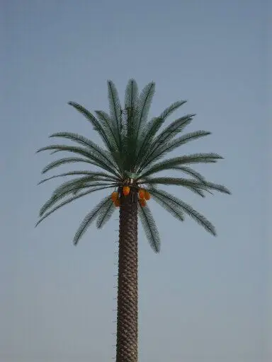 Manufacturer Supply telecommunication tower & accessories Camouflaged Palm Artificial Tree Monopole Tower
