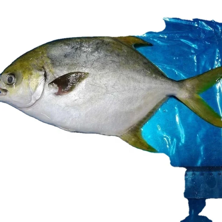 Good Sale Seafood Fish Frozen Golden Pomfret